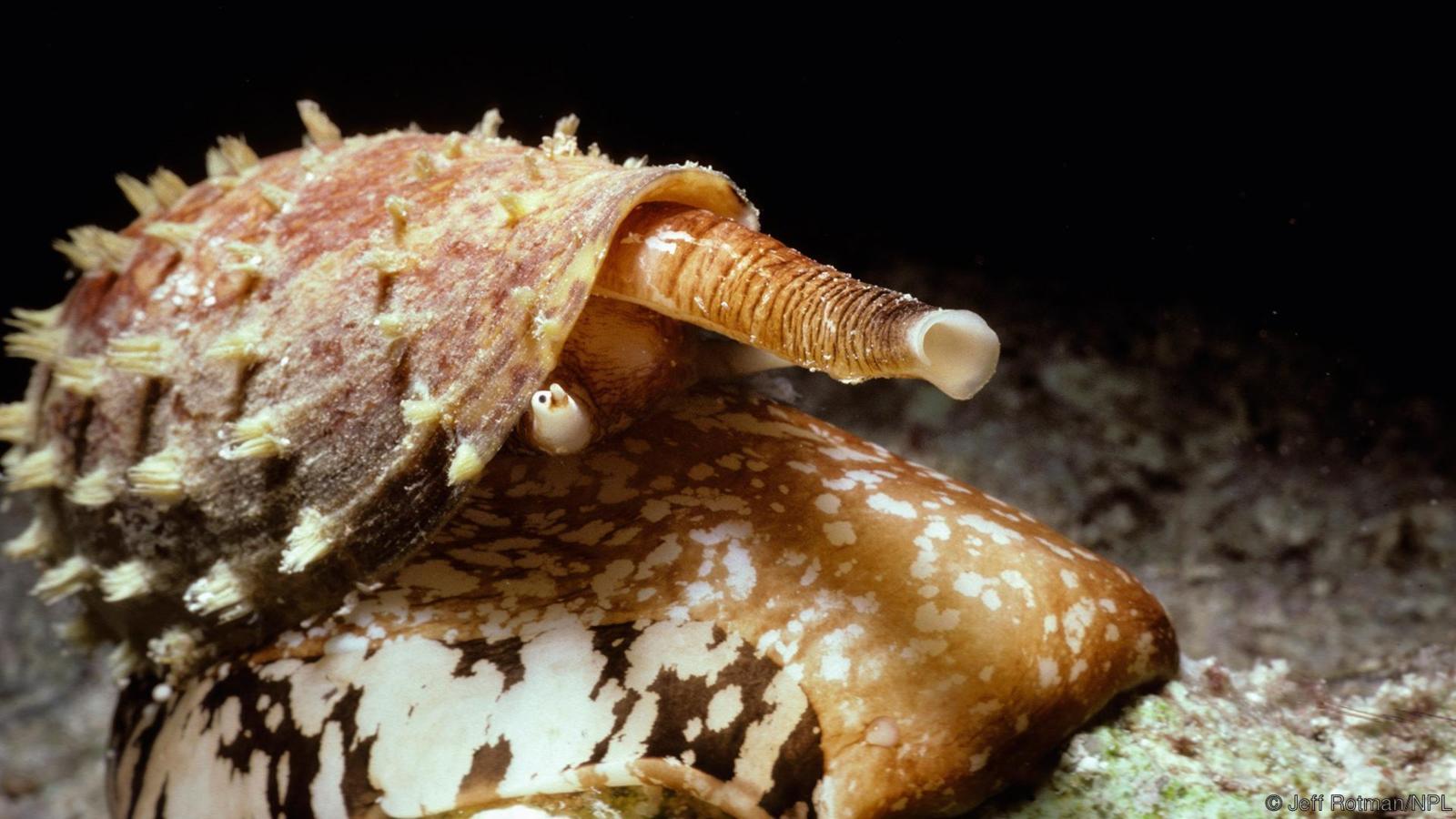 Şeytanokekî kovik (Conus geographus) (Jêder: Jeff Rotman/NPL)