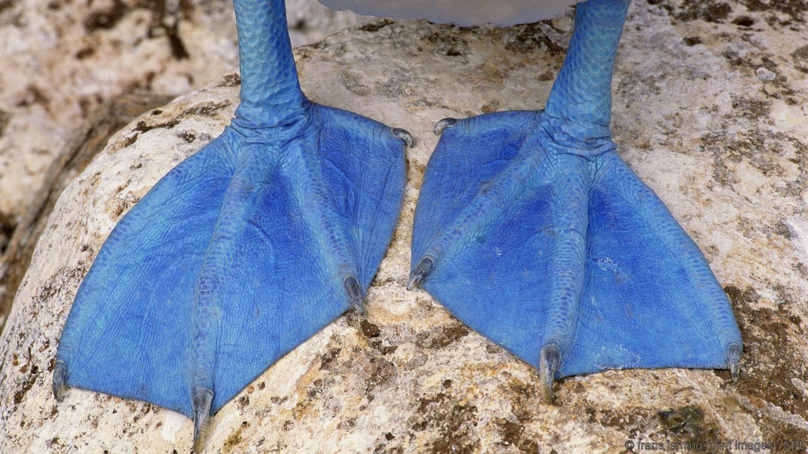 Blue-footed booby feet, Sula nebouxii