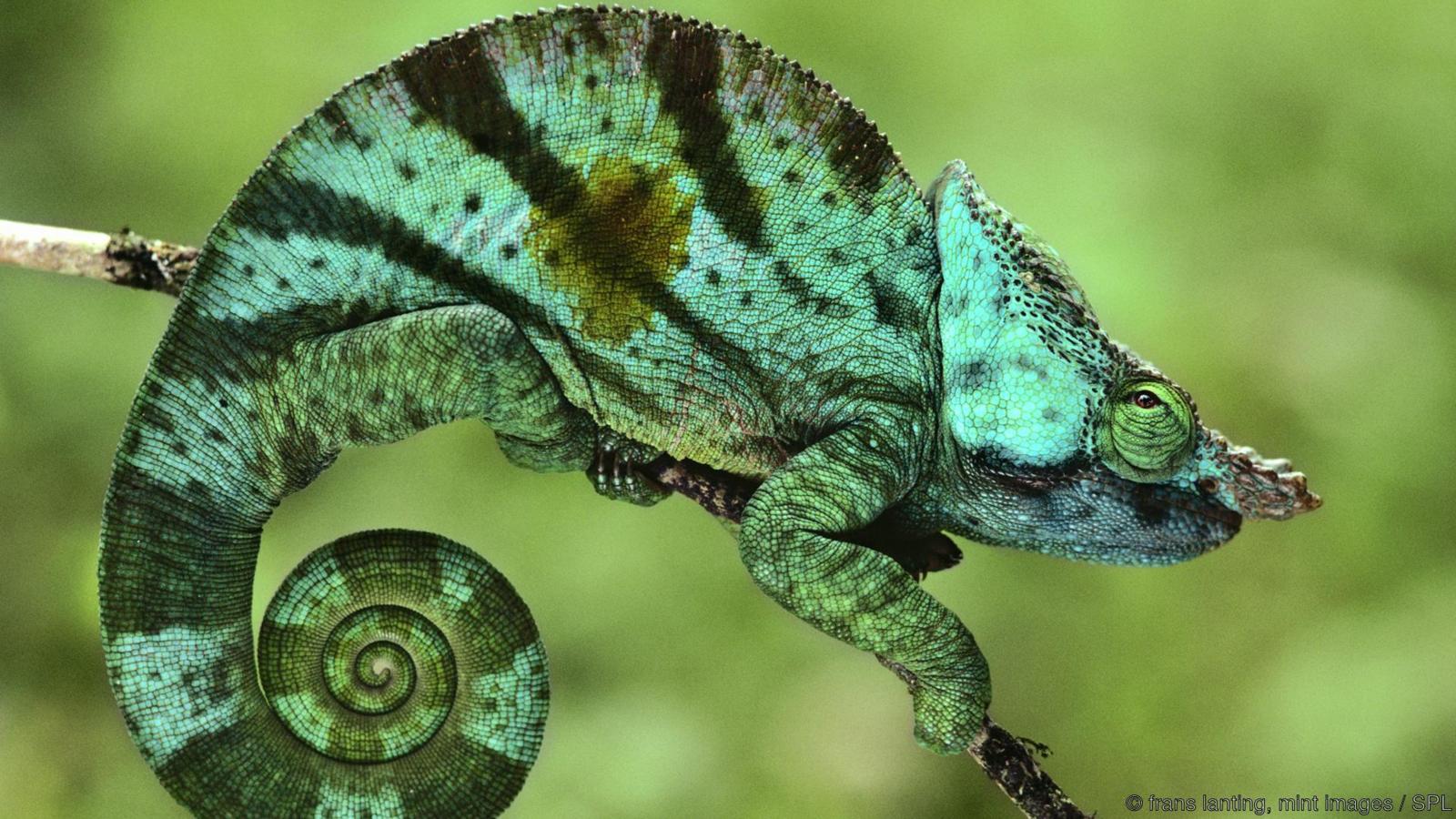 Parson's chameleon, Calumma parsonii, Madagascar.