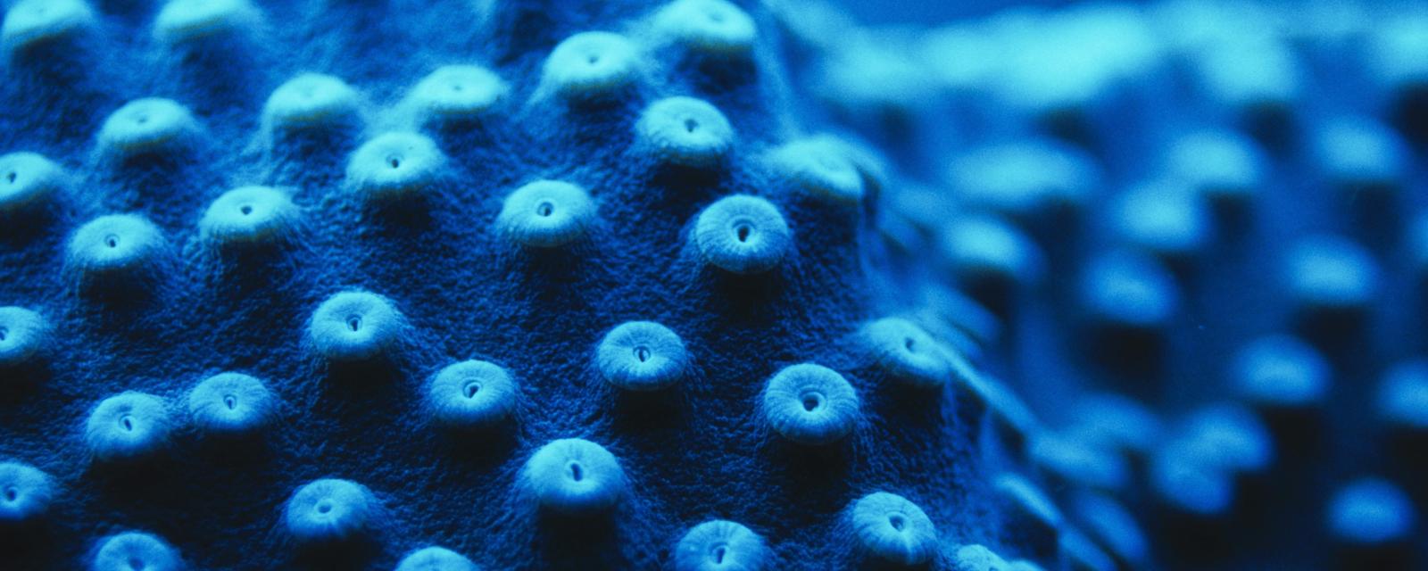 Cup coral polyps