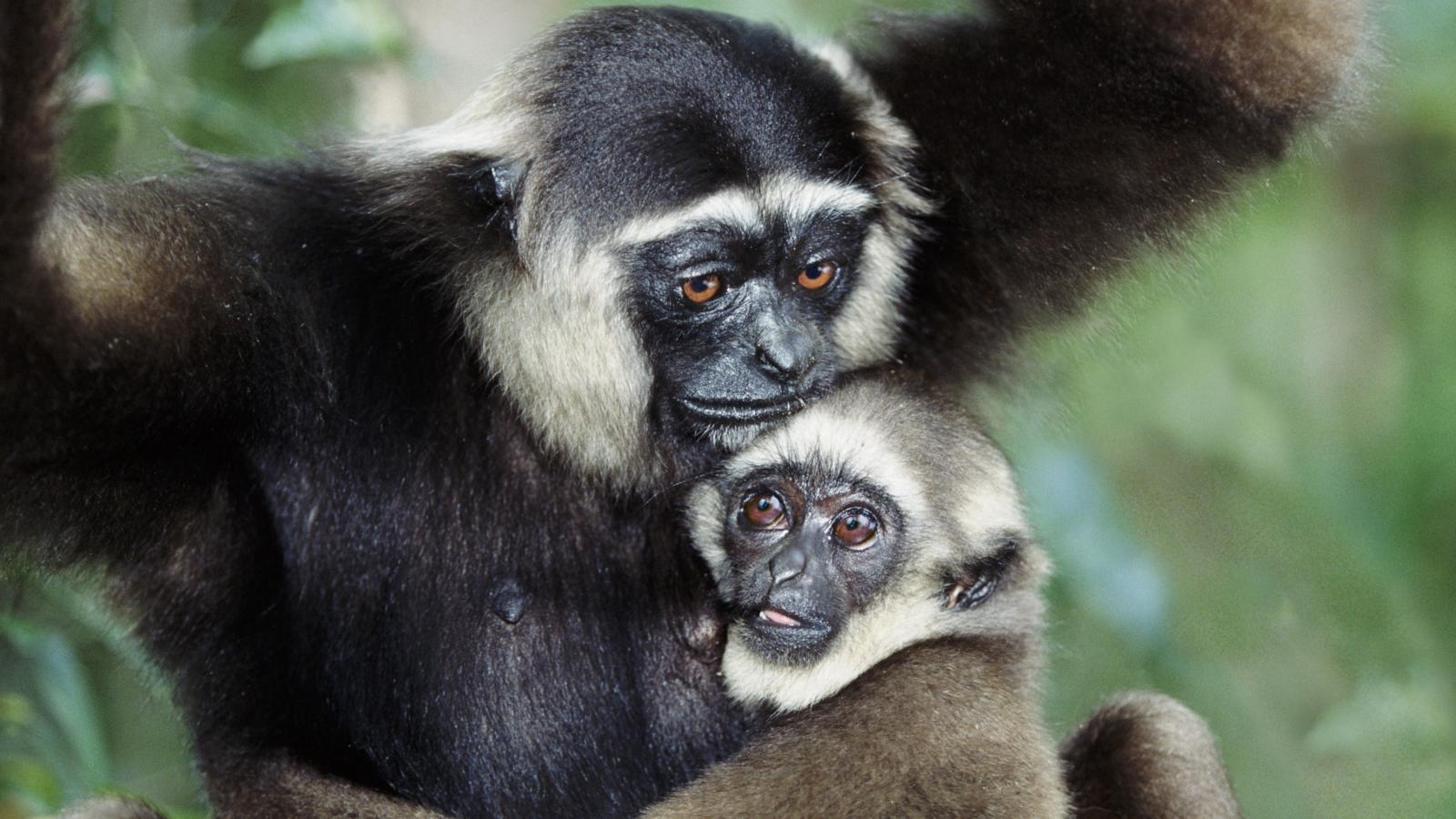 Dark handed gibbon and baby Tanjung Putting Borneo